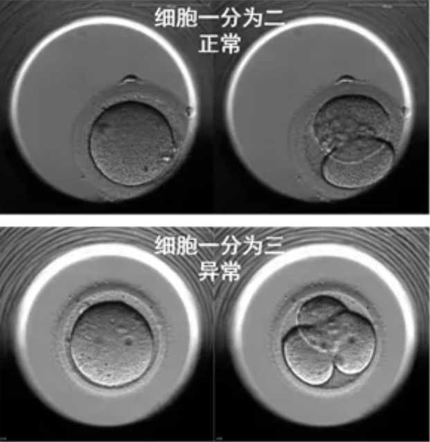 40岁做试管一代，成功率到底有多少？
