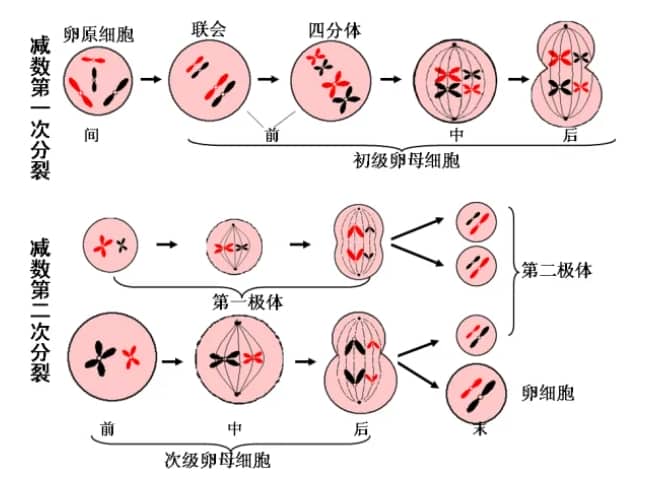40岁做三代试管要花多少钱