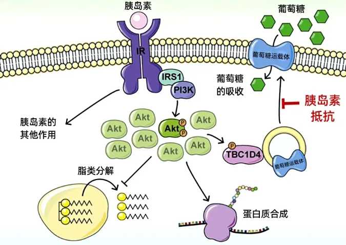 子宫内膜厚做刮宫能治好吗？
