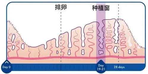 50岁做试管婴儿，还能成功怀孕吗？