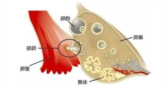 47岁做三代试管，这些事你得先知道