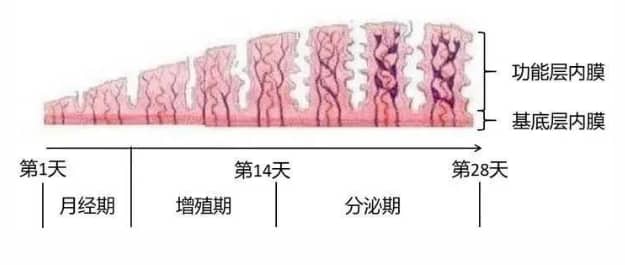 47岁做试管移植，成功率有多少