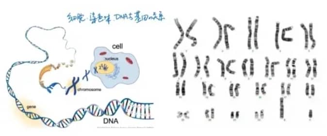 试管两次宫外孕后，成功率会更高吗