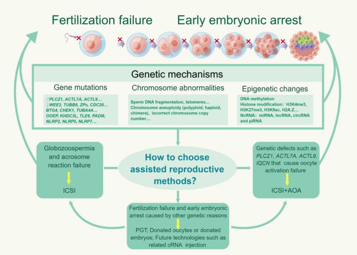 供精试管婴儿要等多久