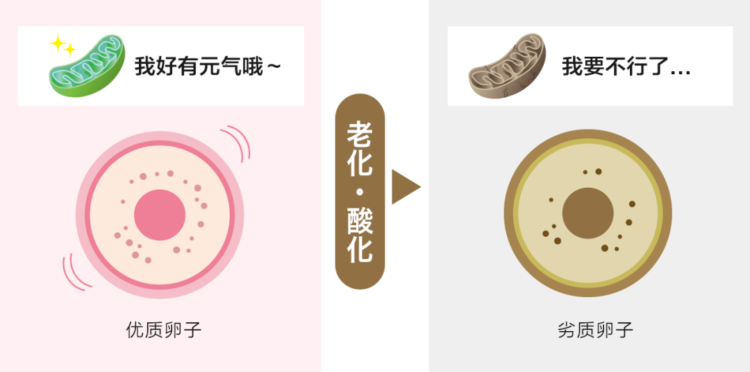 供卵试管婴儿的利与弊