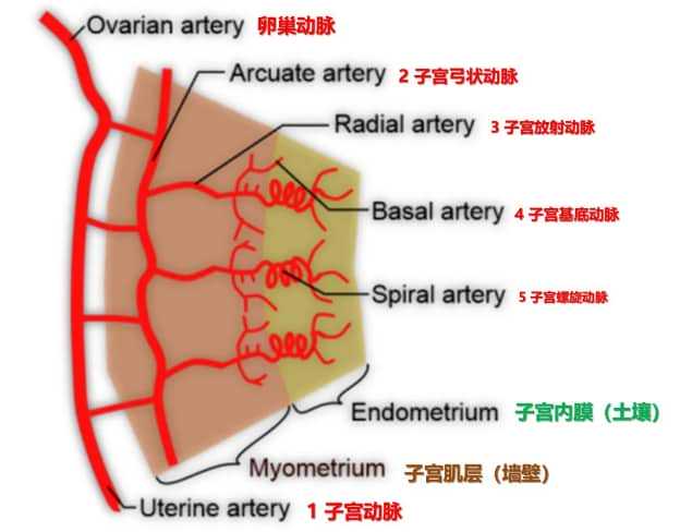 在广州做试管婴儿要花多少钱
