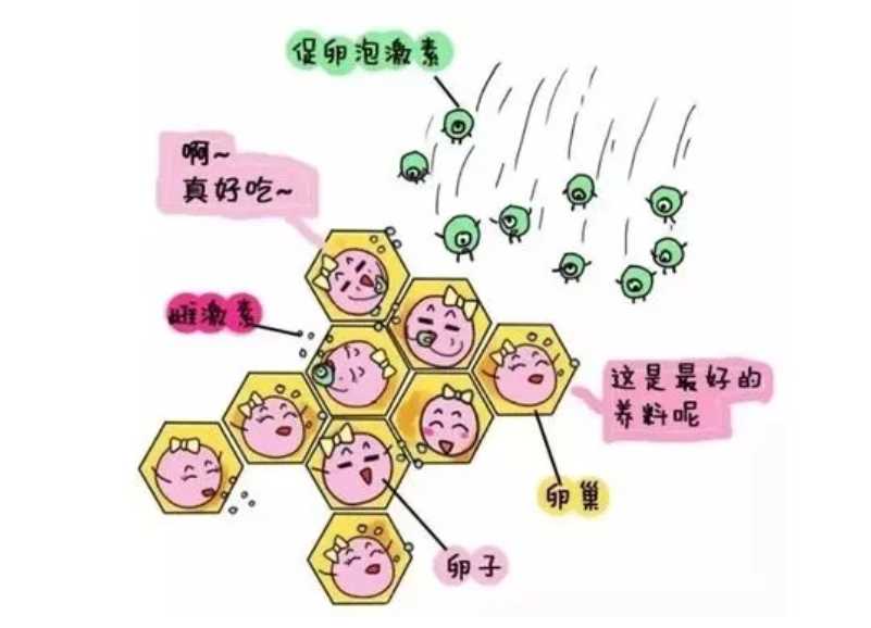 广州做三代试管婴儿的完整过程