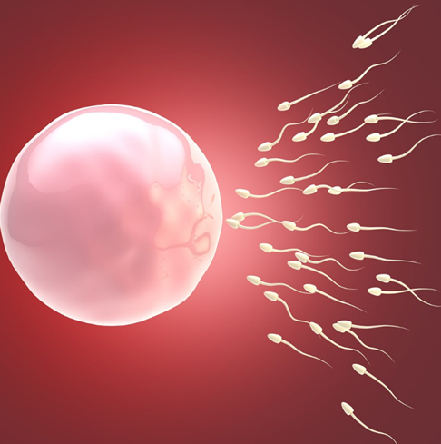 男性精子活力低怎么办 日常怎么调理提高精子活力？